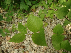 Viburnum alabamense