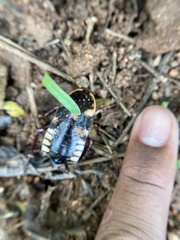 Neostylopyga ornata