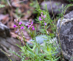 Oxytropis floribunda