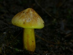 Cortinarius canarius