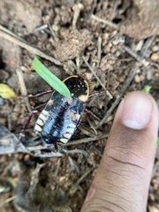 Neostylopyga ornata
