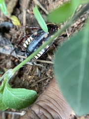 Neostylopyga ornata