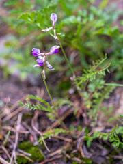 Oxytropis floribunda