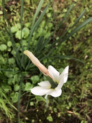 Narcissus