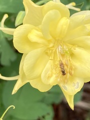 Toxomerus marginatus