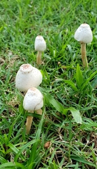 Leucoagaricus