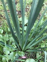 Narcissus