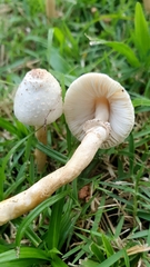 Leucoagaricus