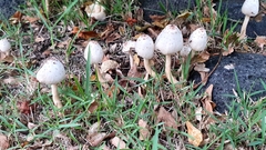 Leucoagaricus