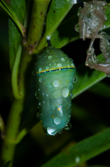 Danaus chrysippus