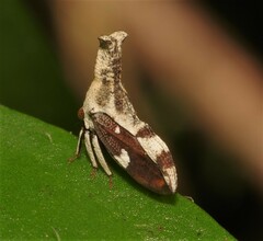 Hypsoprora bifida