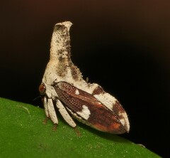 Hypsoprora bifida