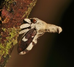 Hypsoprora bifida