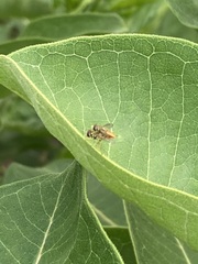 Toxomerus marginatus