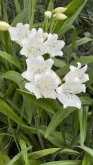 Crinum jagus