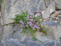 Thymus praecox polytrichus
