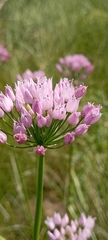 Allium angulosum
