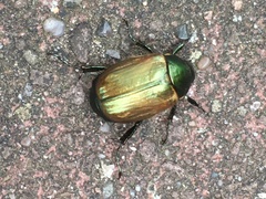 Anomala dubia