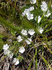 Phlox multiflora