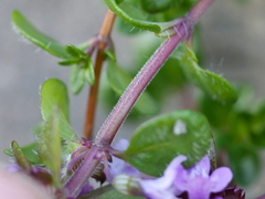 Thymus praecox polytrichus