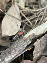 Tropidothorax maculatus