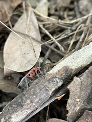 Tropidothorax maculatus