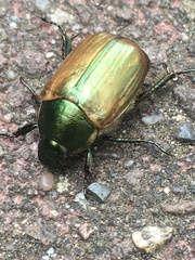 Anomala dubia