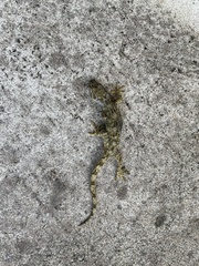 Gekko yakuensis