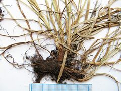 Carex caryophyllea microtricha