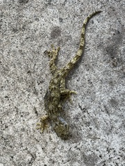 Gekko yakuensis