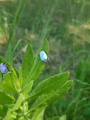 Hoplia coerulea