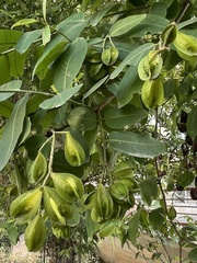 Terminalia arjuna