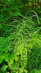 Equisetum pratense image