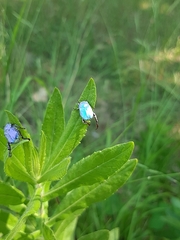 Hoplia coerulea