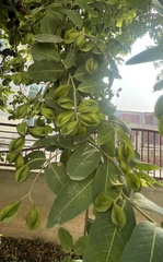 Terminalia arjuna