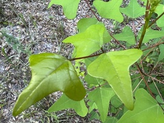 Erythrina herbacea