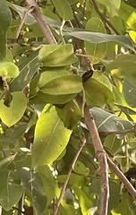 Terminalia arjuna