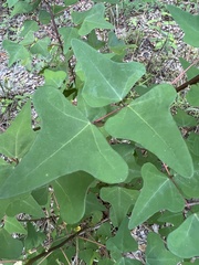 Erythrina herbacea