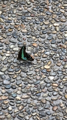 Graphium sarpedon nipponum