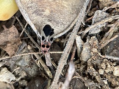 Tropidothorax maculatus