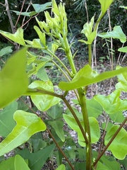 Erythrina herbacea