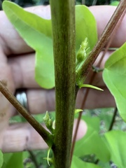 Erythrina herbacea