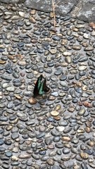 Graphium sarpedon nipponum