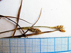 Carex caryophyllea microtricha