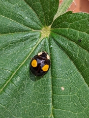 Harmonia axyridis