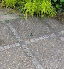 Graphium sarpedon nipponum