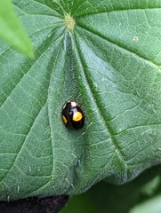 Harmonia axyridis