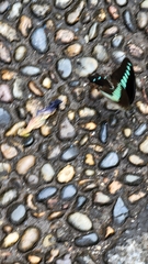 Graphium sarpedon nipponum