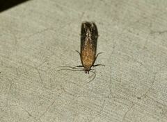 Stomopteryx basalis