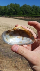 Alasmidonta marginata